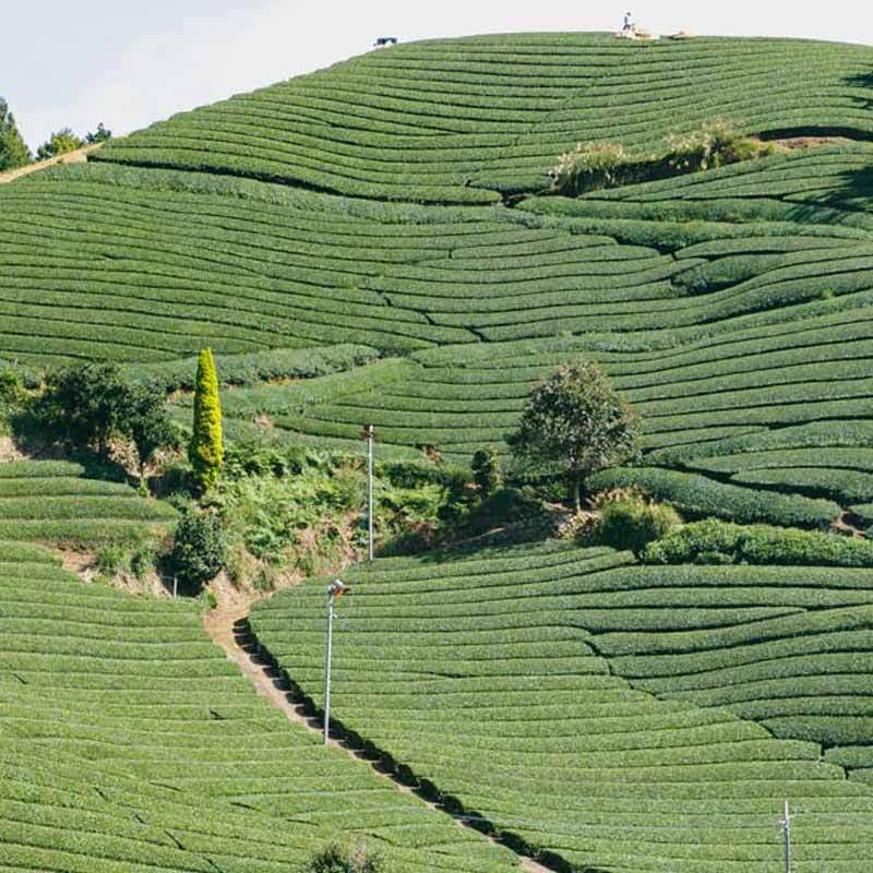 200417 China HK Site 800x800 Hadasei3 Tea