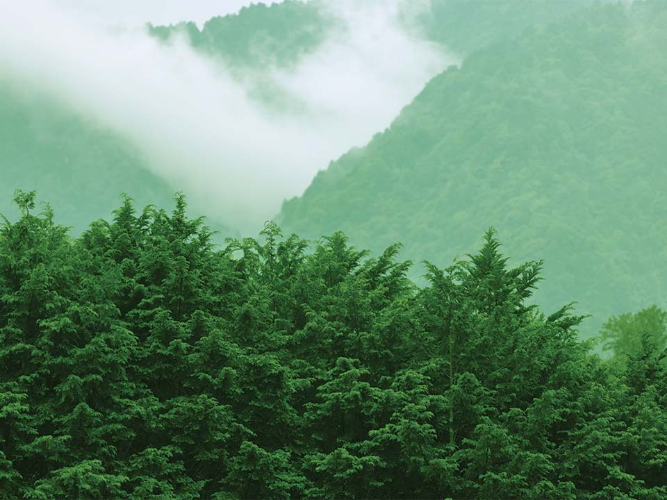 Forest
